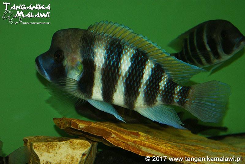 Cyphotilapia frontosa 'Kigoma'
